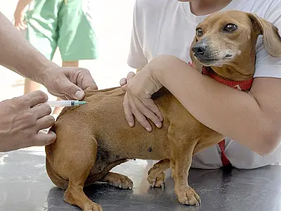 Ladário divulga cronograma de vacinação antirrábica