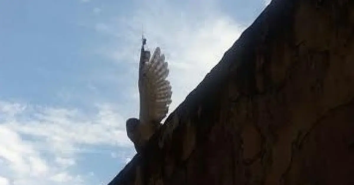 Coruja é ferida por linha de pipa na Vila Mamona