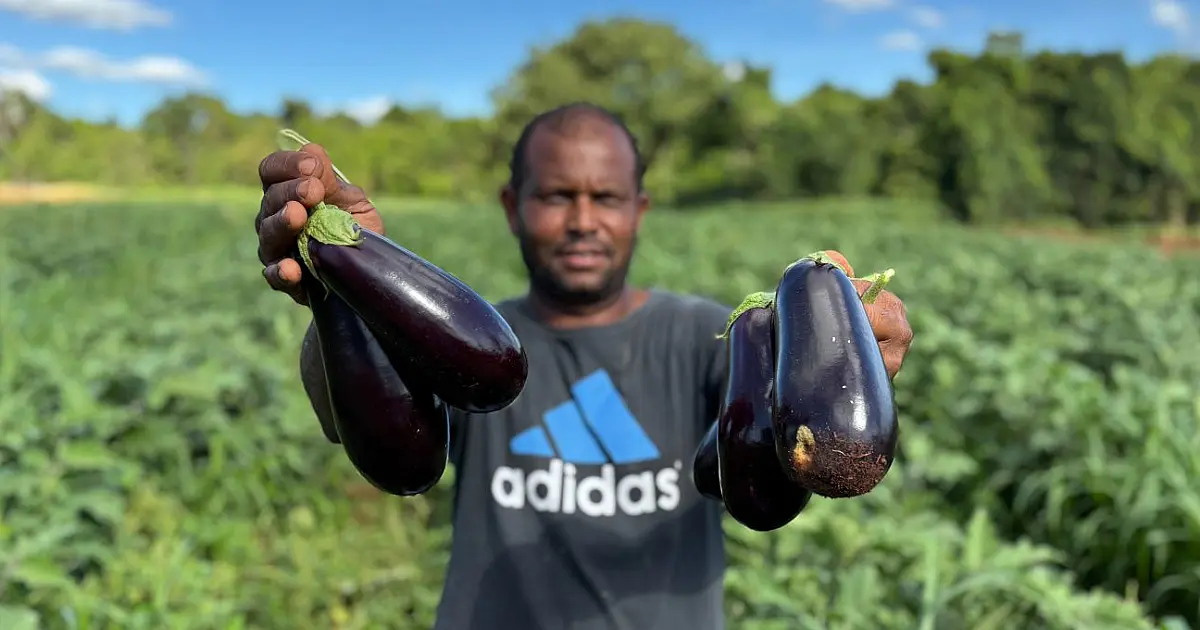 Alimentação escolar impulsionada produção e fortalece agricultura familiar em MS