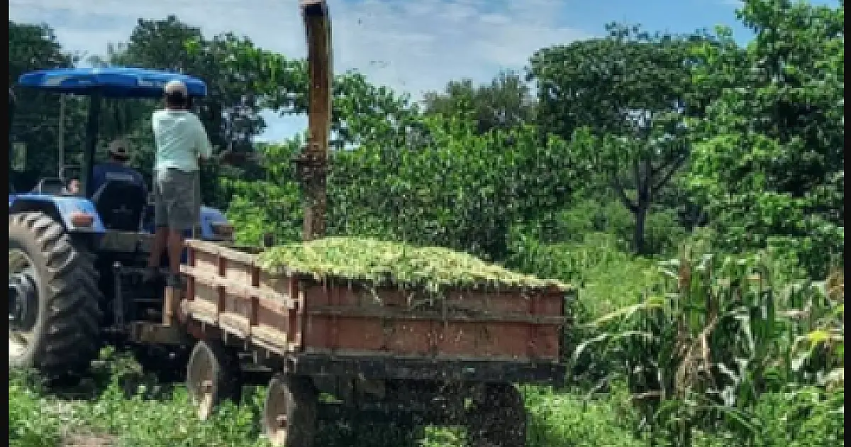 Agriculta familiar é atendida com produção de silagem de milho e capiaçu