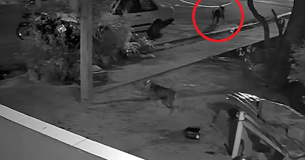 Campanhas alertam moradores sobre presença de onças na área urbana