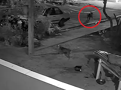 Campanhas alertam moradores sobre presença de onças na área urbana