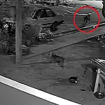 Cadela que já havia espantado felino no passado morre em novo ataque