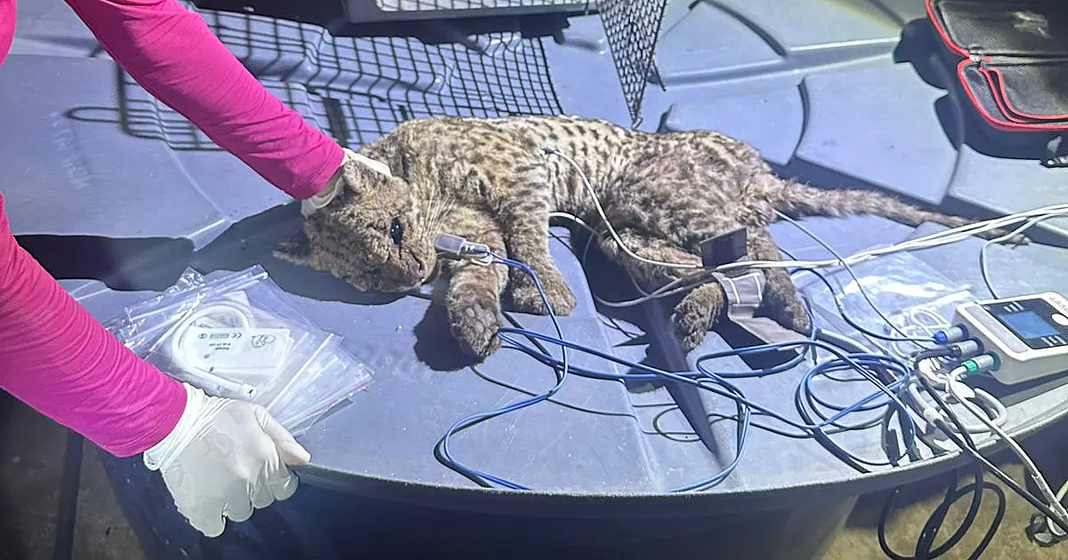 Captura de jaguatirica em depósito mobiliza operação integrada em Corumbá