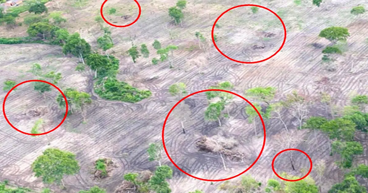 MP investiga queimadas e desmatamento que devastaram 64 hectares no Pantanal