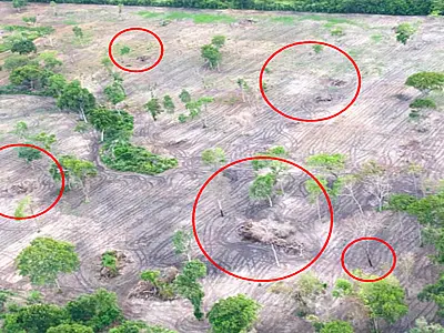 MP investiga queimadas e desmatamento que devastaram 64 hectares no Pantanal