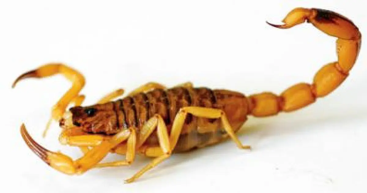 Criança é picada por escorpião em quintal de residência