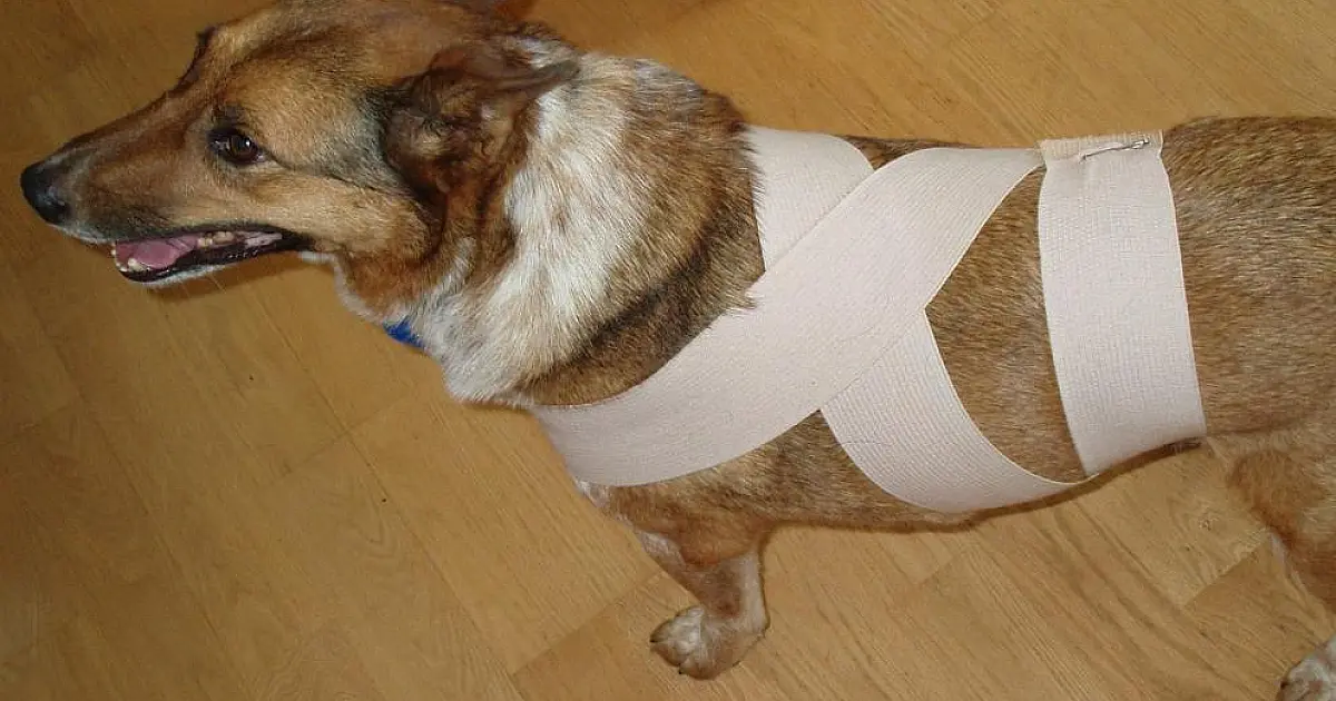Saiba como acalmar os pets durante a queima de fogos do Ano Novo
