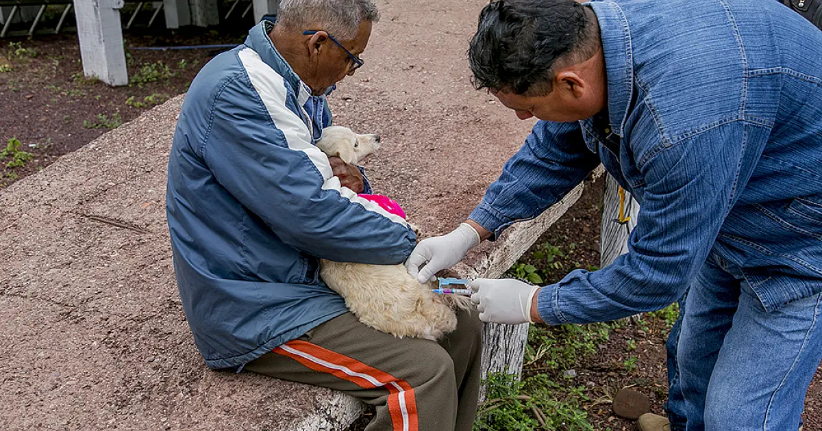 Corumbá inicia vacinação antirrábica de cães e gatos em domicílio
