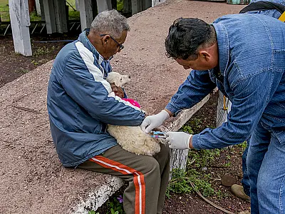 Corumbá inicia vacinação antirrábica de cães e gatos em domicílio