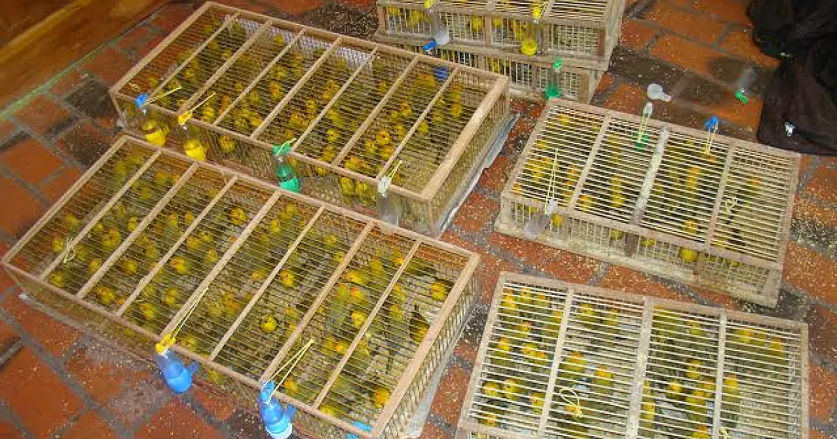Traficante de aves é preso em flagrante pela PMA de Corumbá