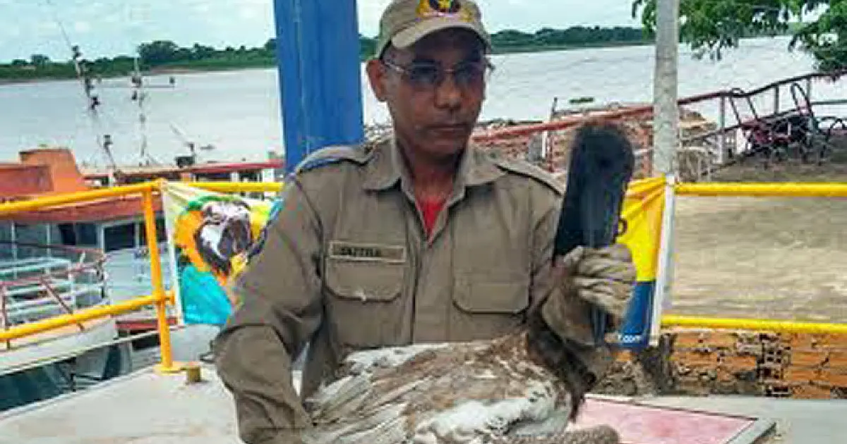 Tuiuiu fica ferido ao colidir em antena