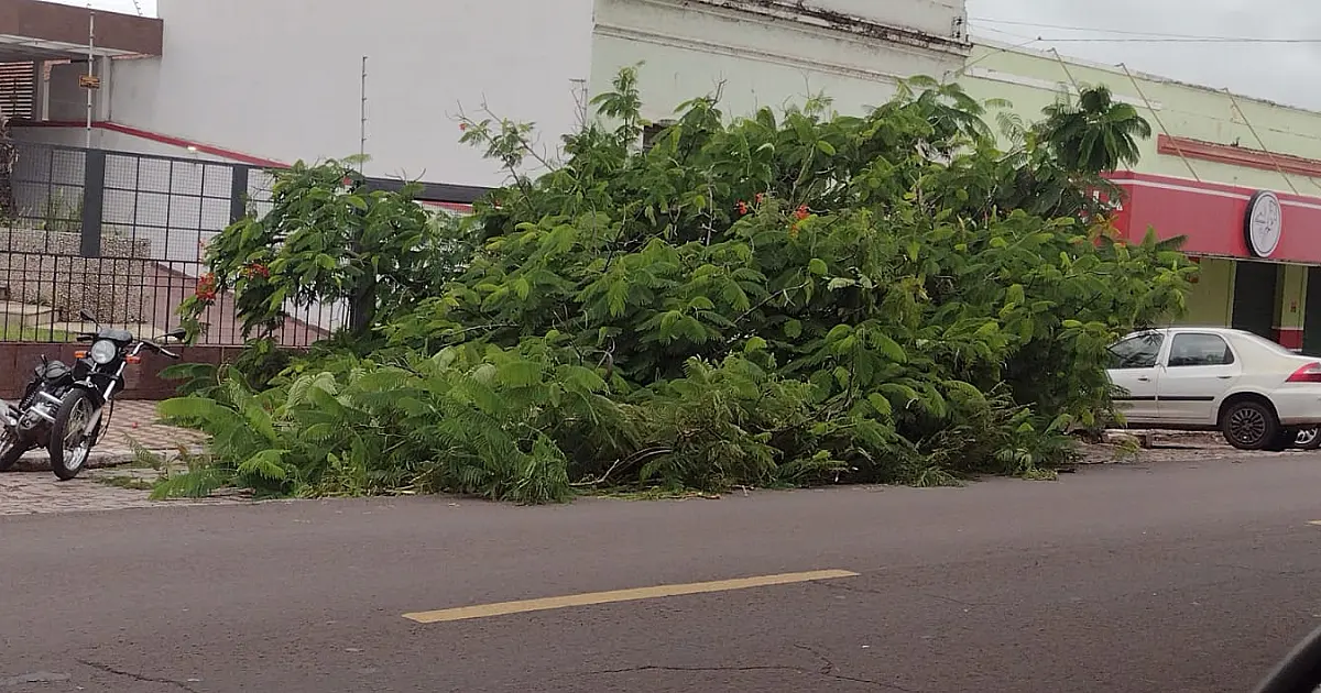 Chuva do fim de semana derrubou árvores e causou obstruções em Corumbá