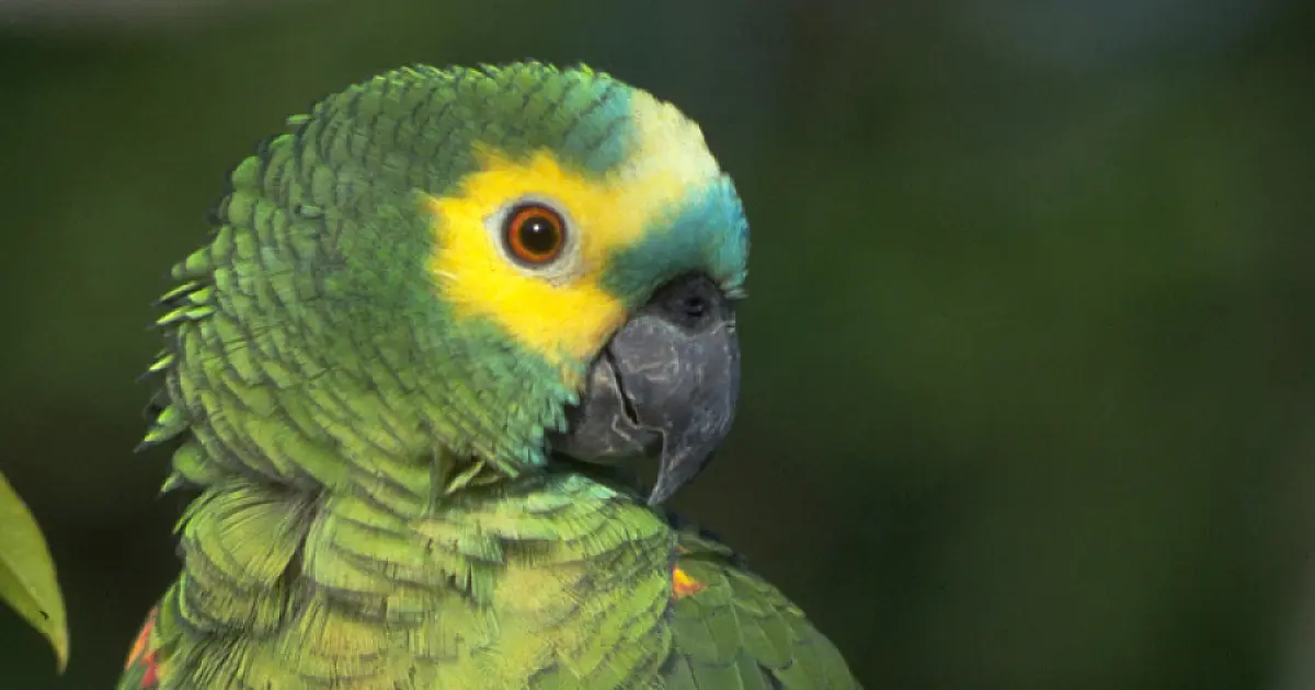 Exposição Papagaio-verdadeiro quer conscientizar contra o tráfico de aves