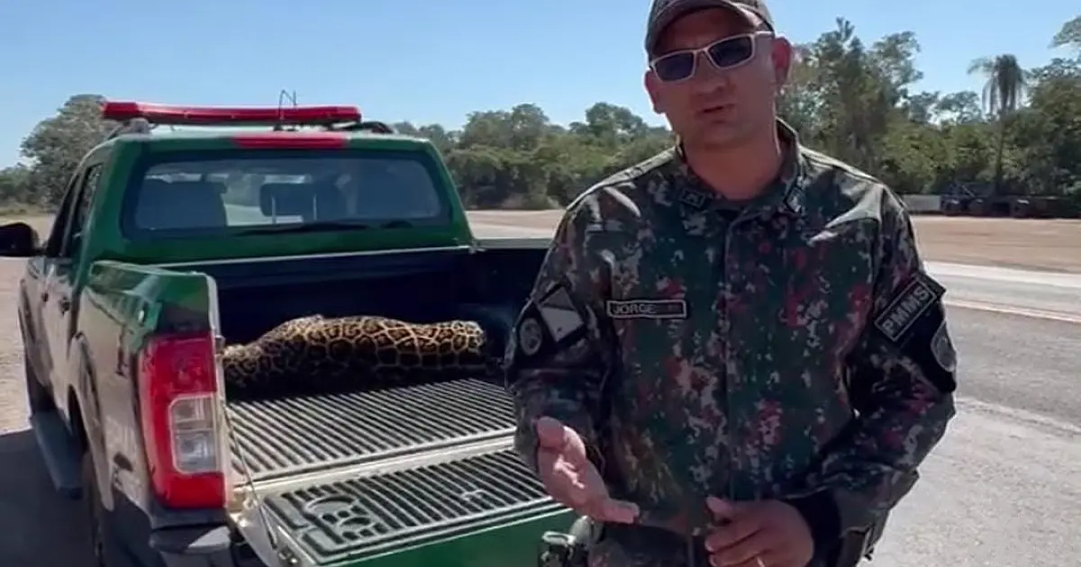 Onça-pintada é encontrada morta próxima à BR-262 entre Miranda e Corumbá
