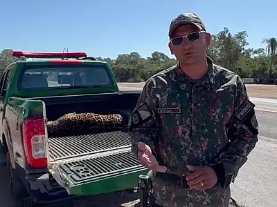 Onça-pintada é encontrada morta próxima à BR-262 entre Miranda e Corumbá