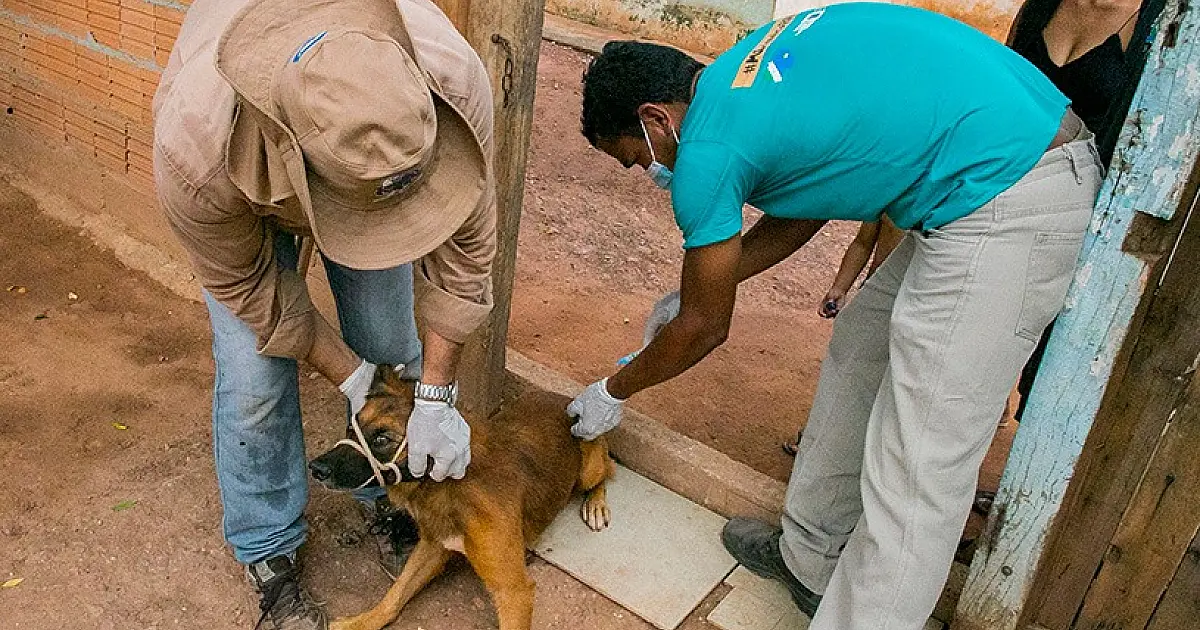 Vacinação antirrábica começa neste sábado com oito pontos fixos em Corumbá