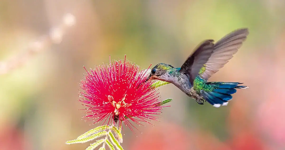 Primavera começa com ondas de calor e baixa umidade no país