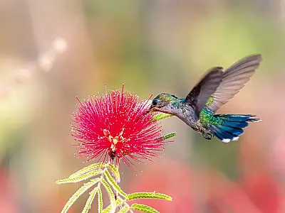 Primavera começa com ondas de calor e baixa umidade no país