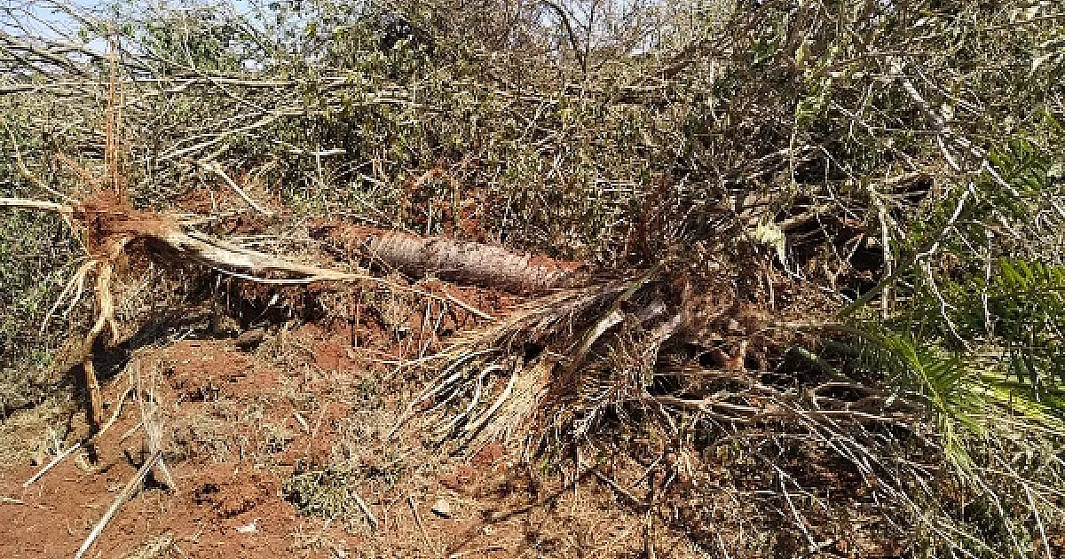 Em Batayporã homem é autuado em R$ 2,1 mil por derrubada de árvores nativas