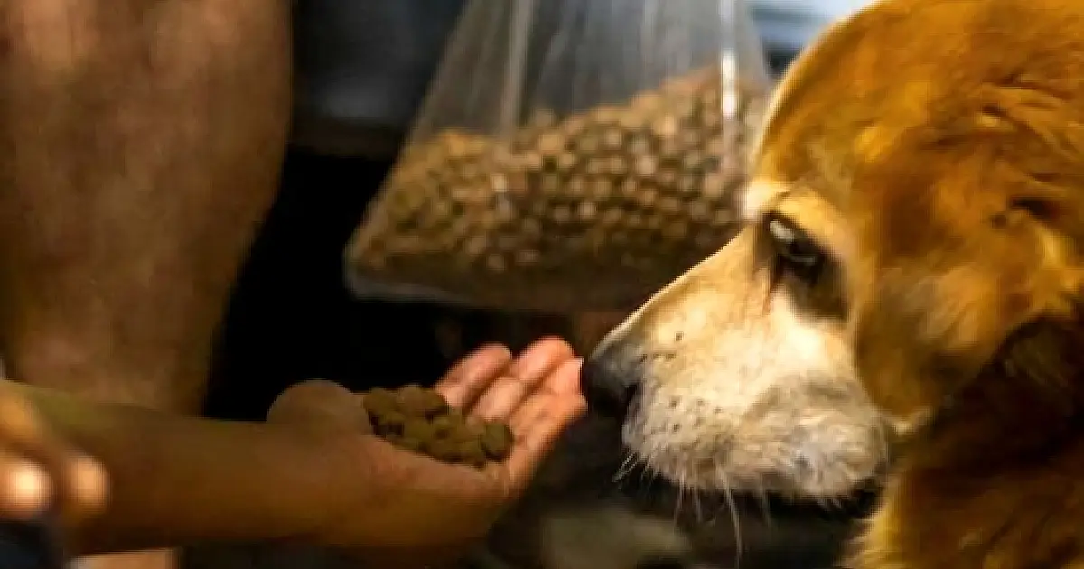 Pets terão identidade a partir de 2025