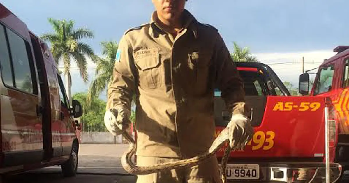 Jiboia de 1,5m é capturada em casa do Universitário