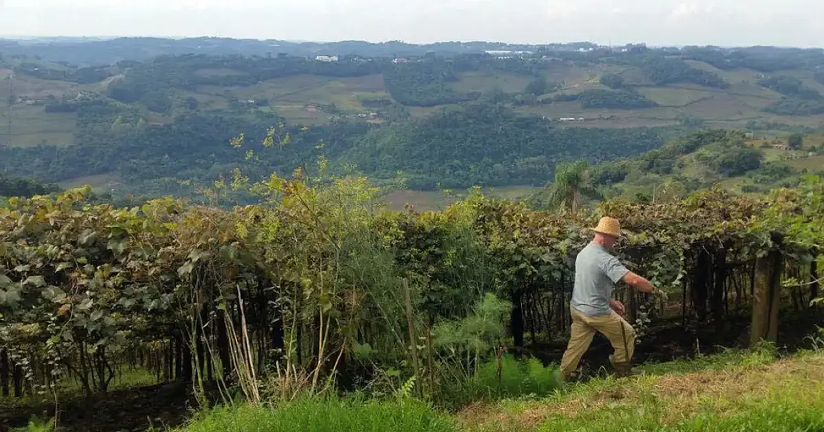 Entrega da declaração do ITR 2025 começa nesta segunda-feira