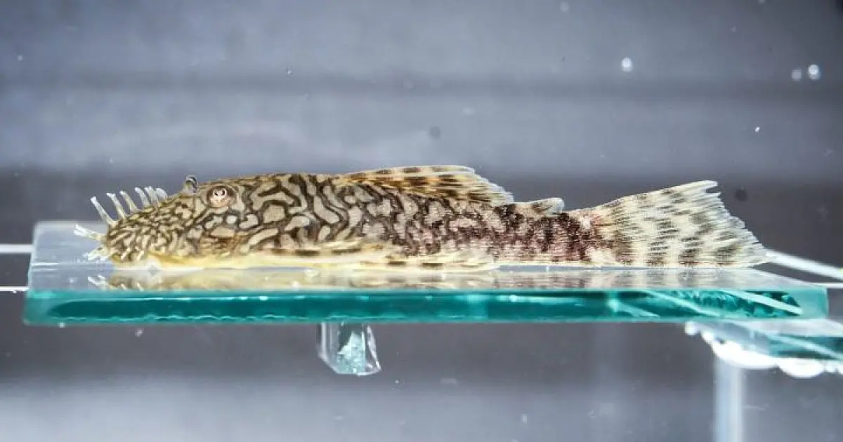 Inédito: Bioparque Pantanal reproduz nova espécie de cascudo da Serra da Bodoquena