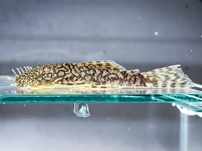 Inédito: Bioparque Pantanal reproduz nova espécie de cascudo da Serra da Bodoquena