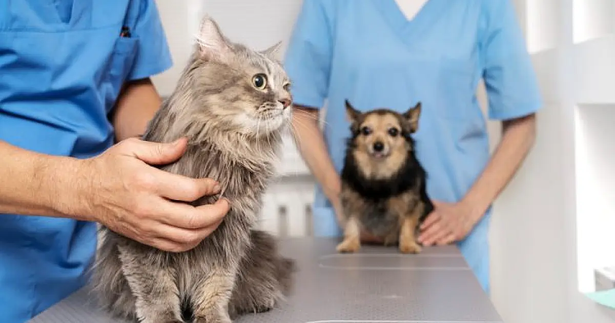 Capacitação prepara municípios de MS para receber a Caravana da Castração