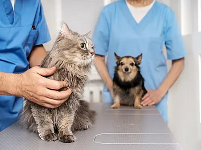 Capacitação prepara municípios de MS para receber a Caravana da Castração