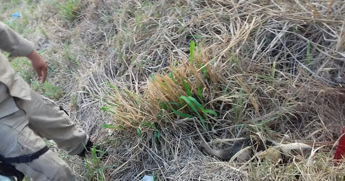 Tamanduá é capturado próximo ao presídio masculino