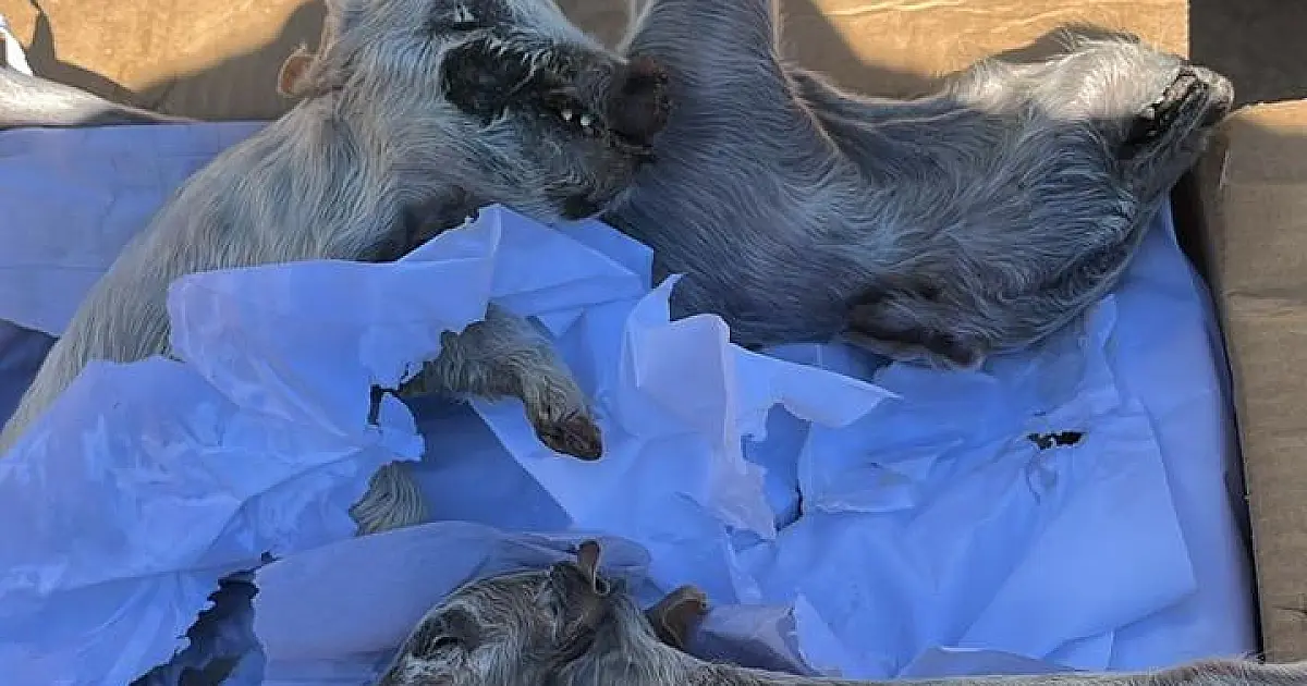 Ônibus clandestinos transportavam 35 fetos de lhama e porcos