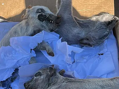 Ônibus clandestinos transportavam 35 fetos de lhama e porcos