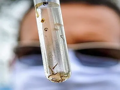 Entenda porque os casos de dengue aumentam no verão
