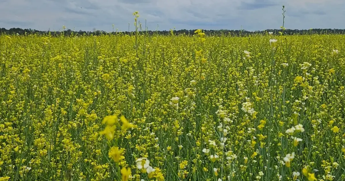 Governo posterga ICMS da carinata e outros 5 produtos para diversificar safra
