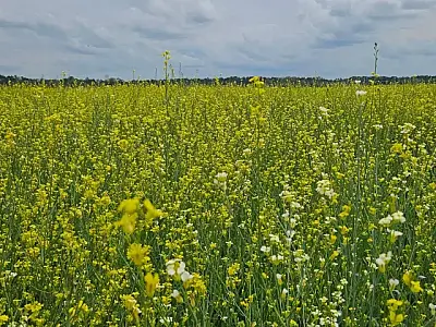 Governo posterga ICMS da carinata e outros 5 produtos para diversificar safra