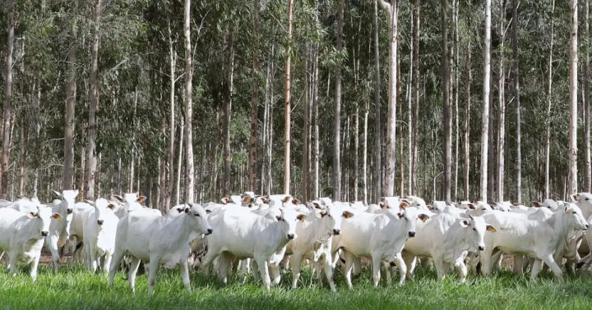 Quase 5 milhões de hectares de pastagens degradas já foram recuperadas em MS