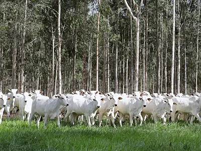 Quase 5 milhões de hectares de pastagens degradas já foram recuperadas em MS