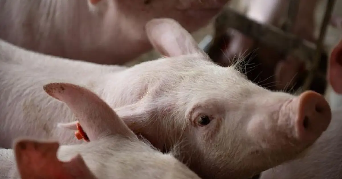 Status sanitário impulsiona suinocultura de MS no mercado externo
