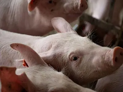 Status sanitário impulsiona suinocultura de MS no mercado externo