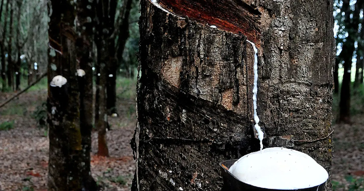 Seringueiras já ocupam 25 mil hectares em MS