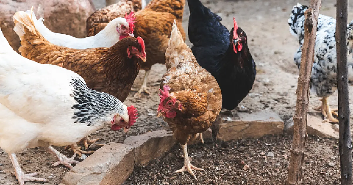 Agraer, Embrapa e Iagro reforçam prevenção à gripe aviária com foco na agricultura familiar