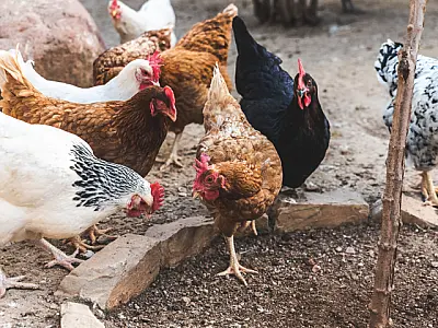 Agraer, Embrapa e Iagro reforçam prevenção à gripe aviária com foco na agricultura familiar