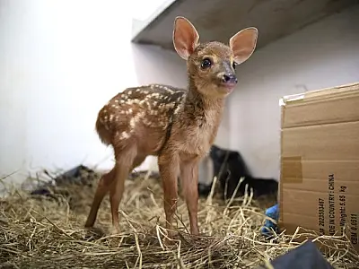 Corumbá retoma atendimentos a animais silvestres resgatados