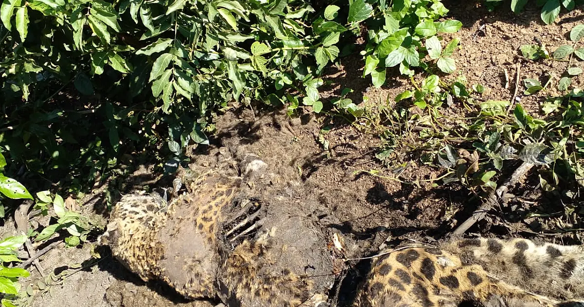 PMA e PF realizam operação onde uma-onça pintada foi encontrada morta