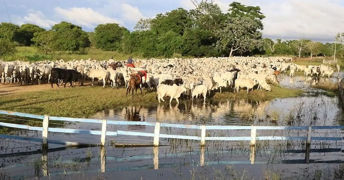Calendário de vacinação contra febre aftosa não foi invertido na região do Pantanal