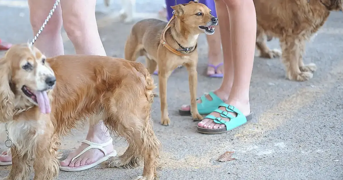 Ladário vai receber mutirão gratuito de castração de pets em agosto