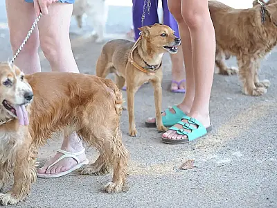 Ladário vai receber mutirão gratuito de castração de pets em agosto