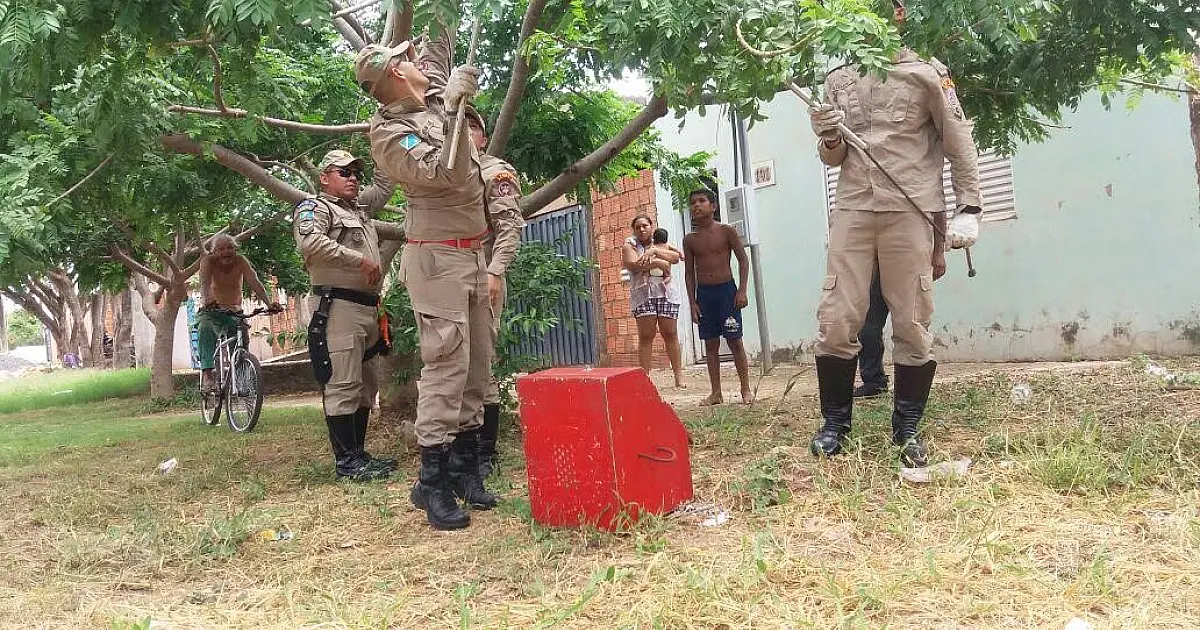 Jiboia de 1,5m assusta moradores do Nova Corumbá